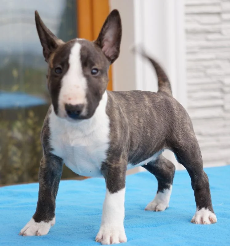 Bulterijer i dogo argentino stenci na prodaju