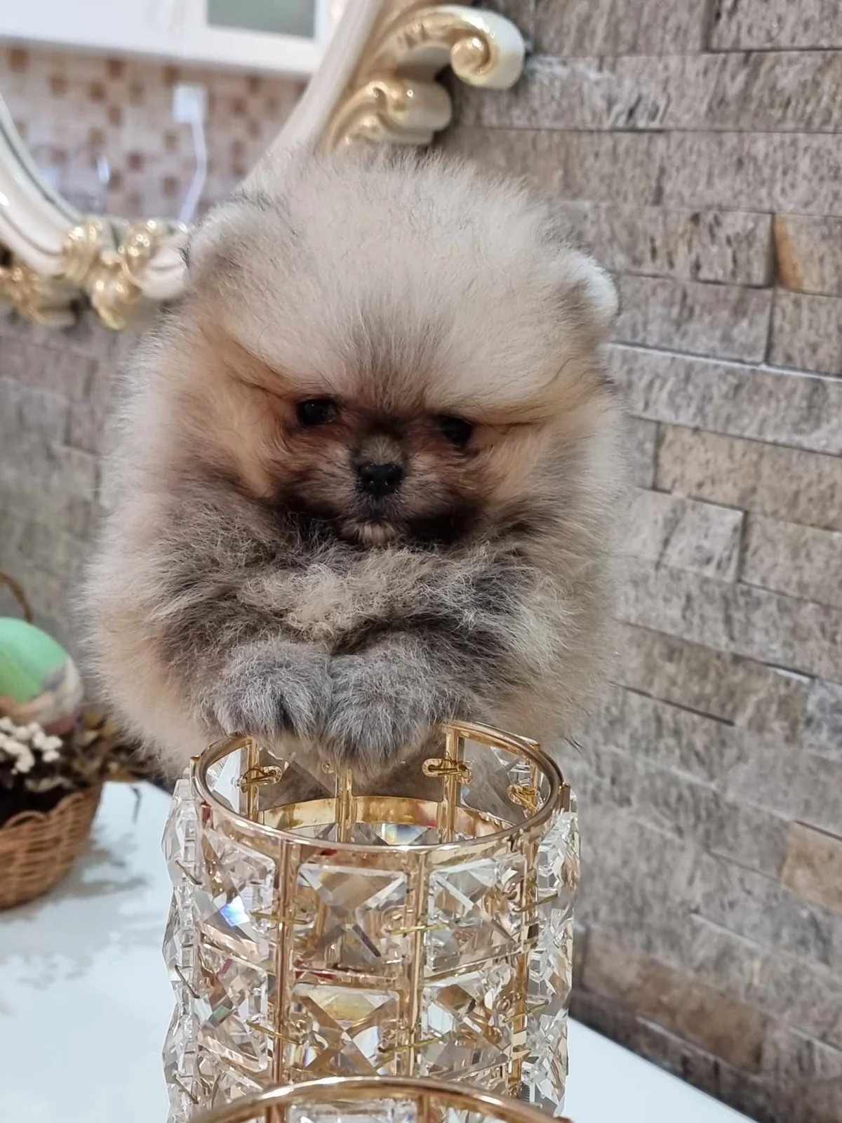 Pomeranac Boo, Tea cup ženkica