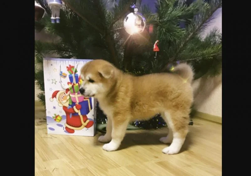 Akita inu i aljaski malamut stenci na prodaju