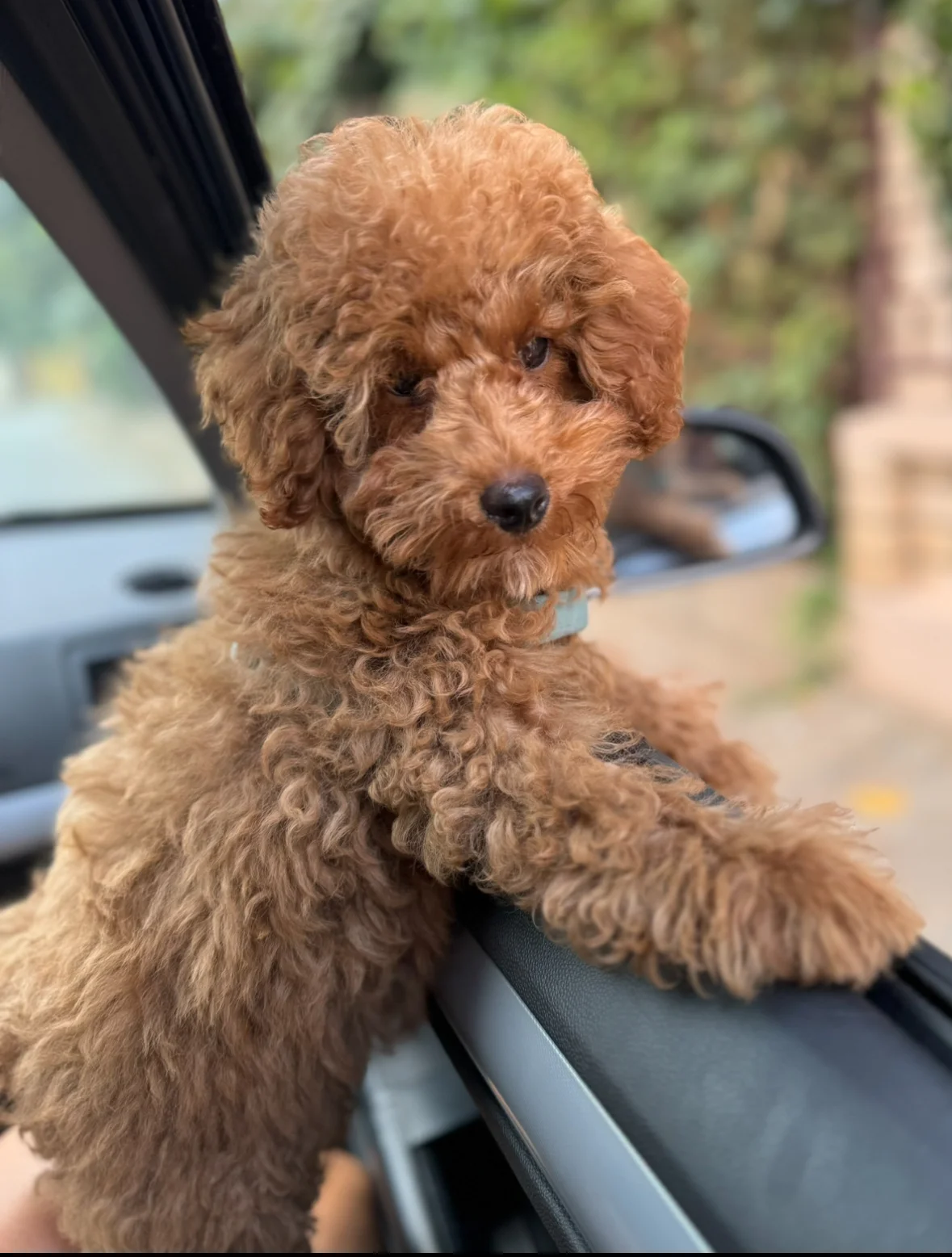 Toy poodle