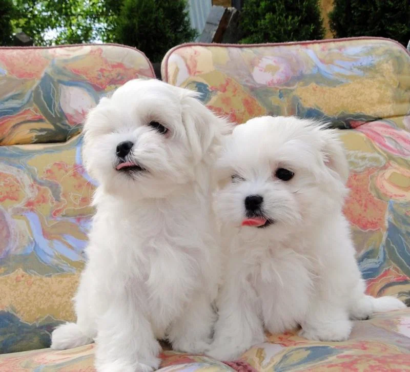 Maltezer i coton de tulear stenci na prodaju