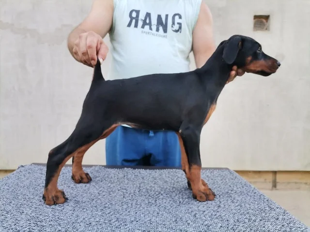 Doberman