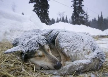 Поставување куќички за напуштените животни во Панчево