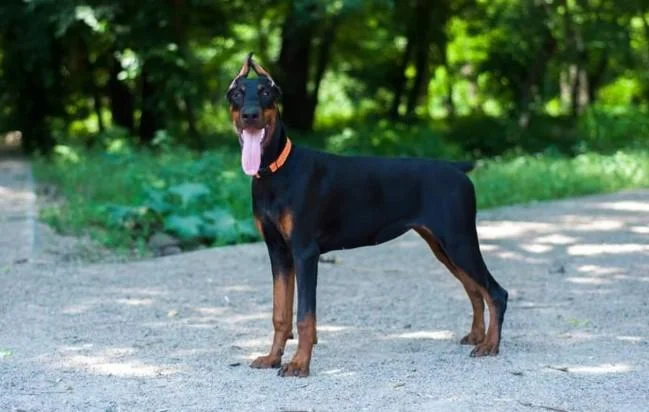 Doberman i rotvajler stenci na prodaju