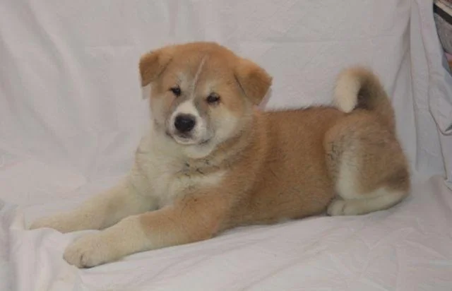 Akita Inu, cistokrvni stenci