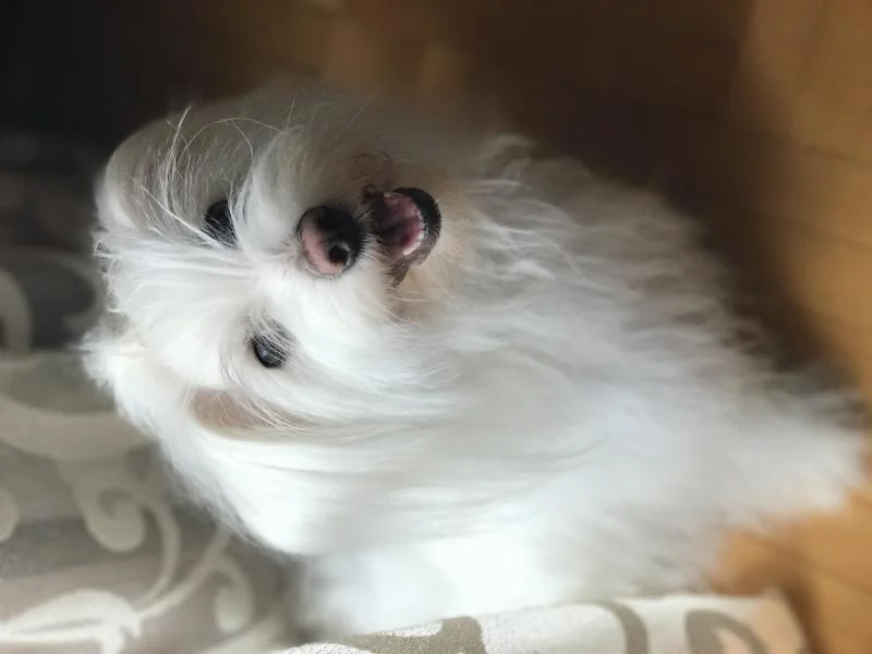 Coton De Tulear zenka bara mazjak za parenje