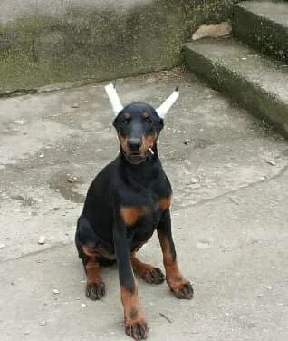 Stenci dobermana