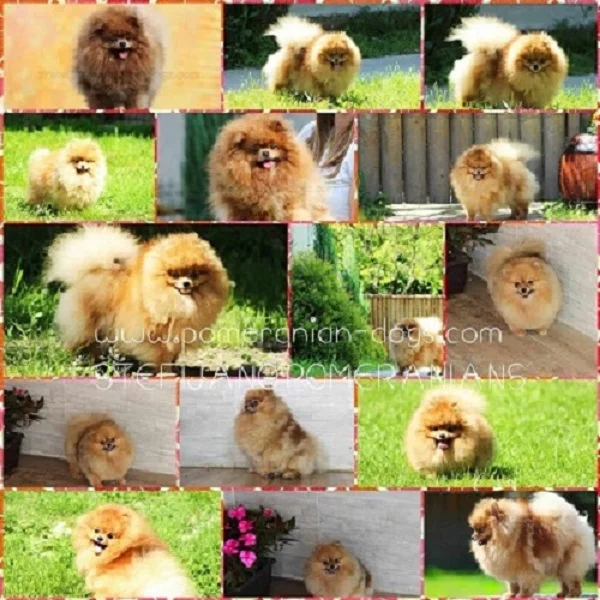 Pomeranac Boo