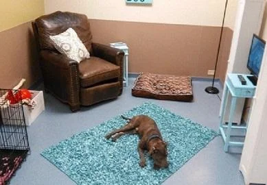 Прифатилиште кое им нуди дневни соби за престој на животните