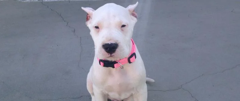 Dogo argentino i bulterijer stenci na prodaju