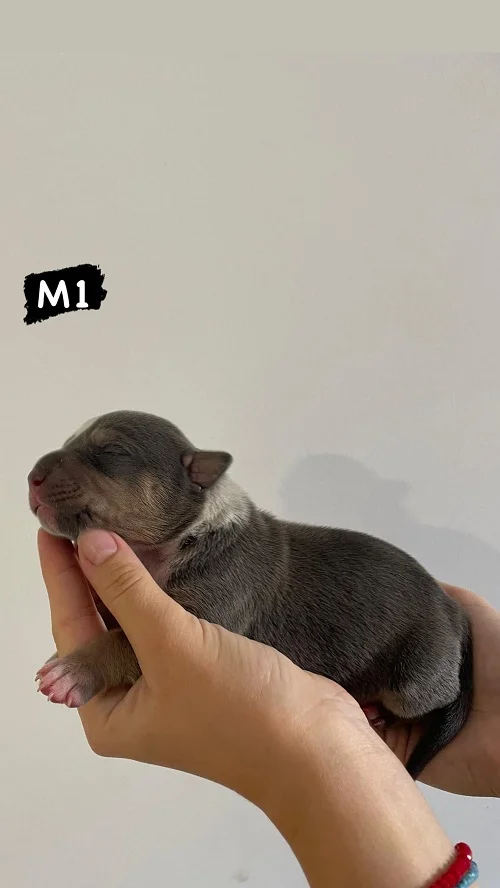 AMERICAN BULLY Xl