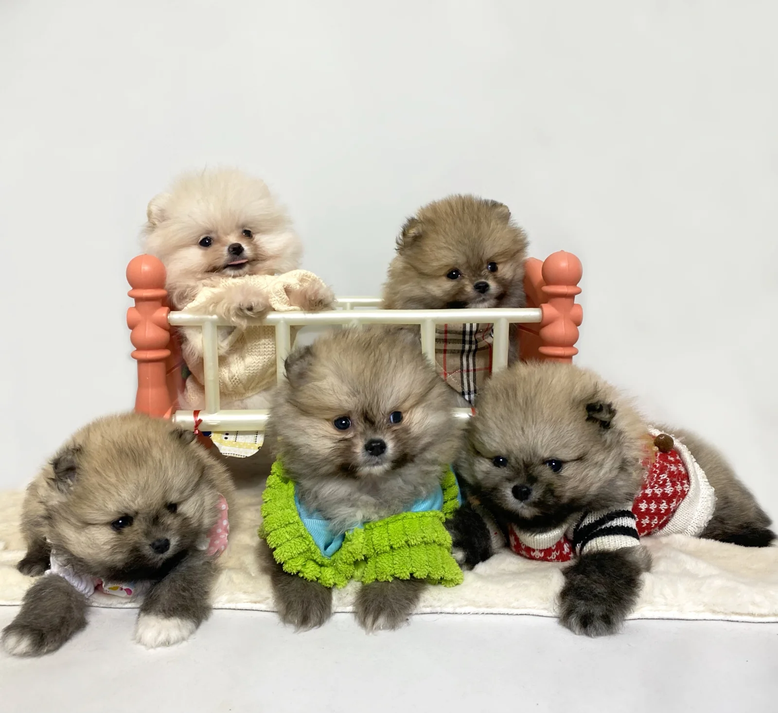 Pomeranac (BOO), garantovano patuljasti, kompletna dokumentacija