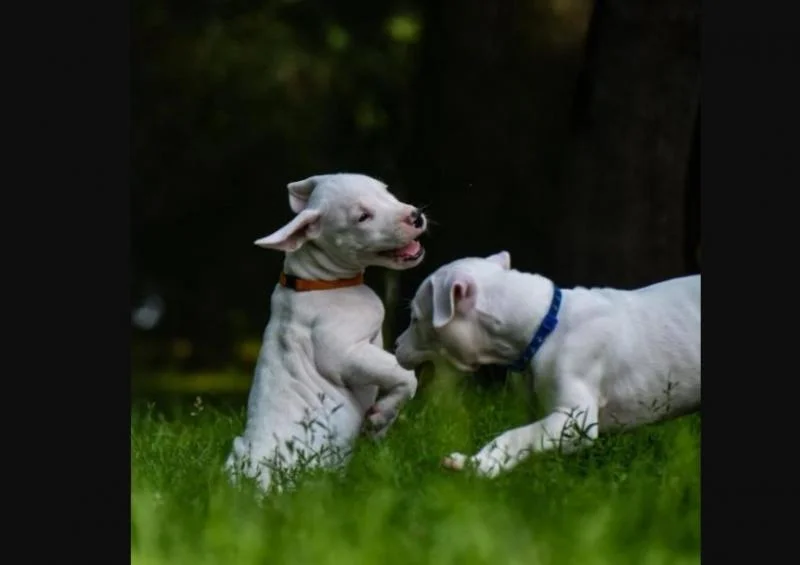 Dogo argentino i bulterijer stenci na prodaju