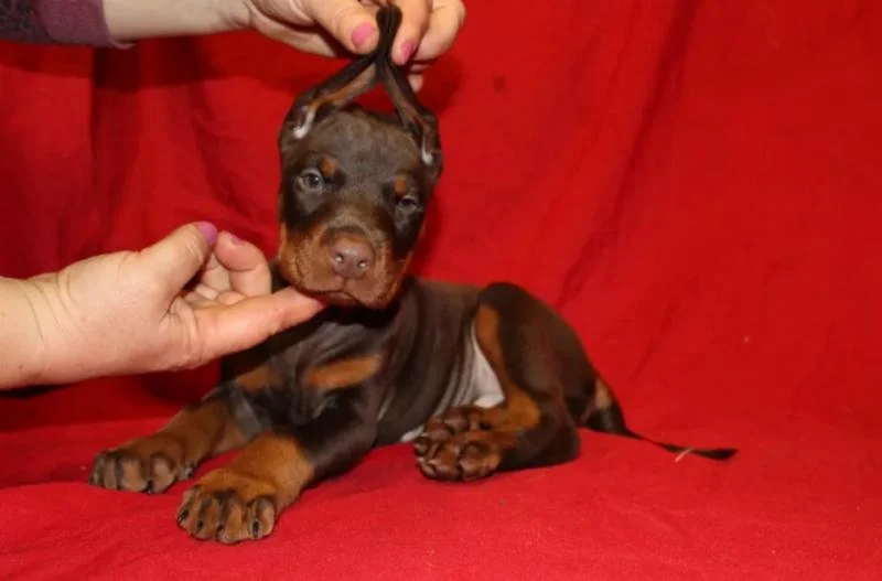 Doberman i rotvajler stenci na prodaju