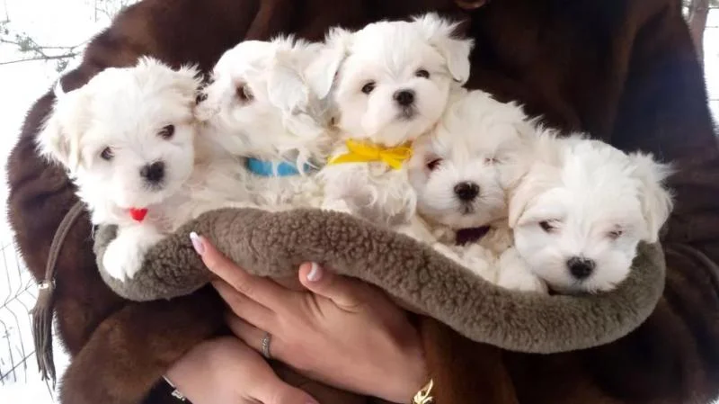 Maltezer i coton de tulear stenci na prodaju