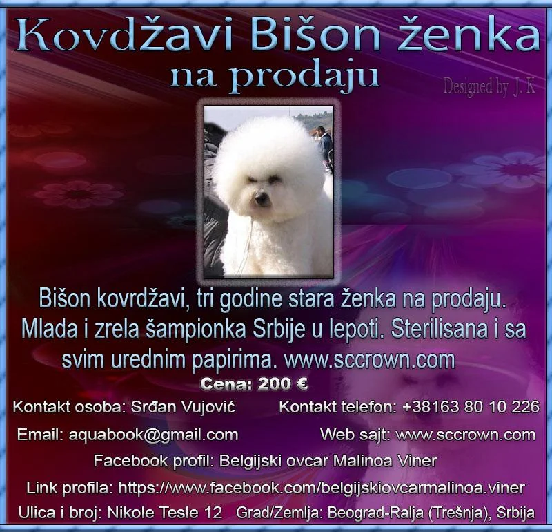 Kovdžavi Bišon ženka na prodaju