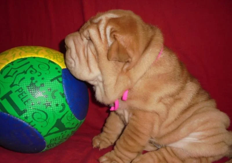 Shar pei i šiba inu stenci na prodaju