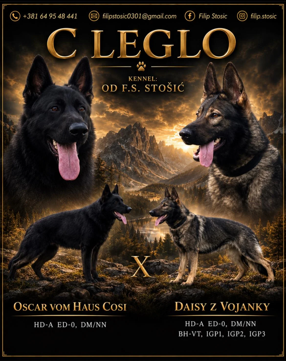 Nemački ovčar vrhunsko leglo