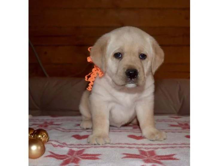 Labrador retriver i njufaundlender stenci na prodaju