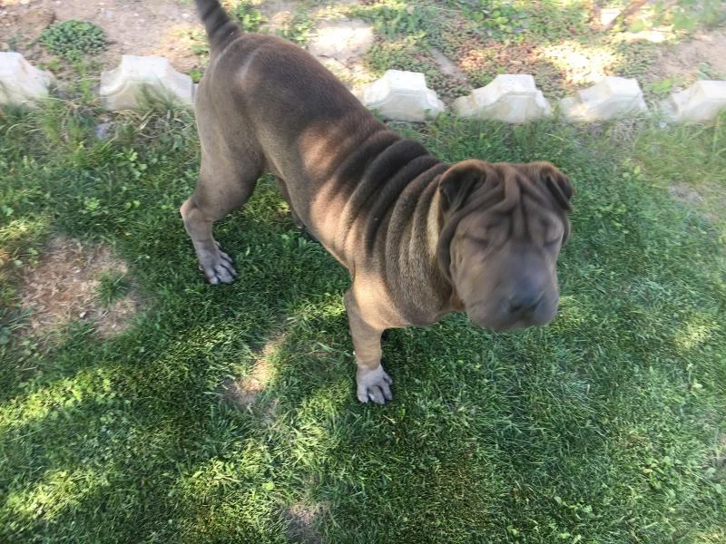Shar pei