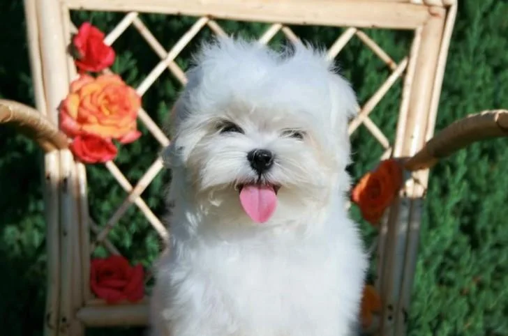 Maltezer i coton de tulear stenci na prodaju