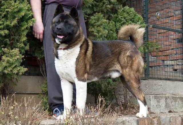 Američka Akita, mužjak slobodan za parenje