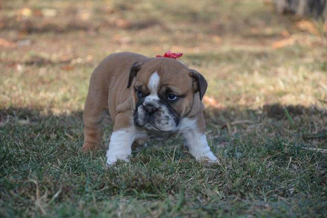 Engleski buldog, zensko stene