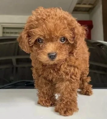 Maltipoo i Toy pudle