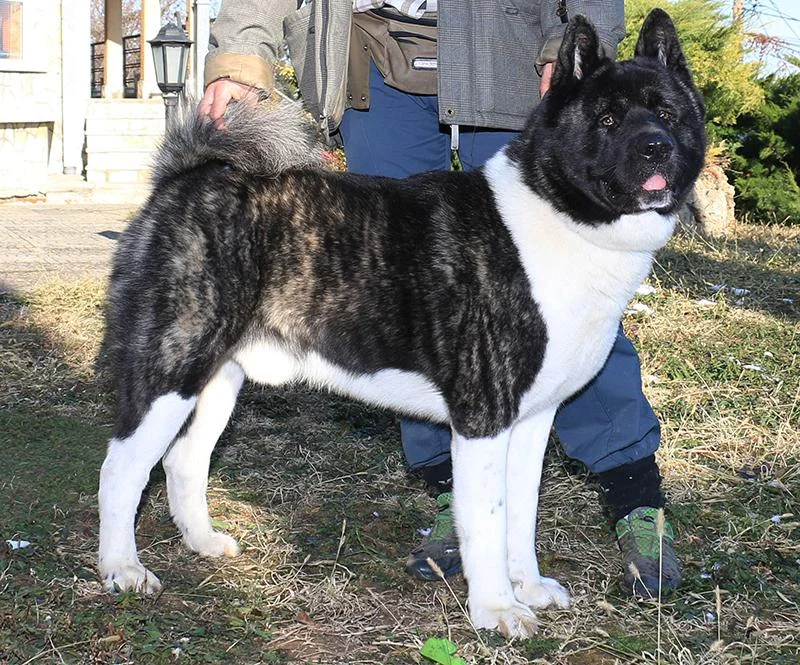 Američka Akita mužjak