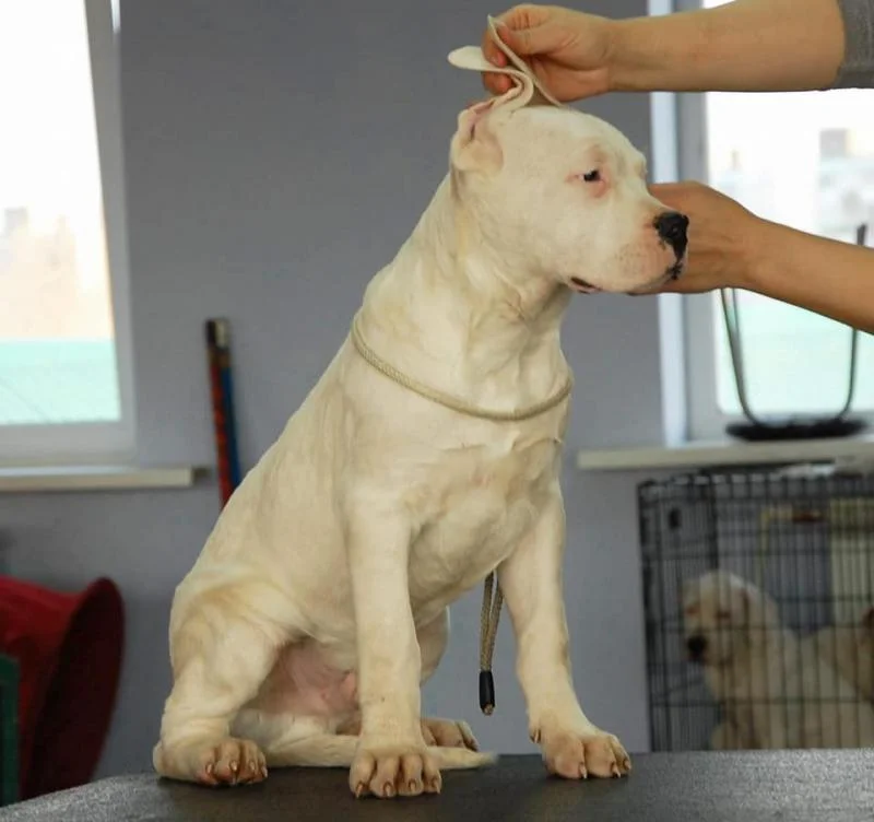 Dogo argentino i bulterijer stenci na prodaju