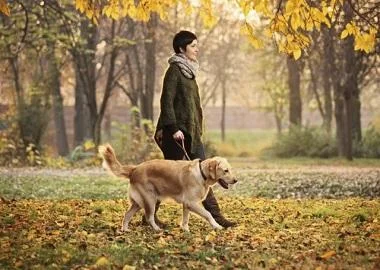 Бизарна одлука на градот: Забранета прошетка со кучиња во тек на денот