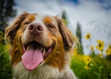 8 имиња на кучиња кои носат среќа