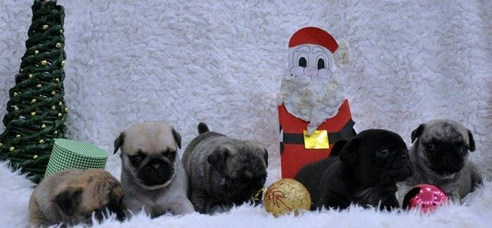 Mops