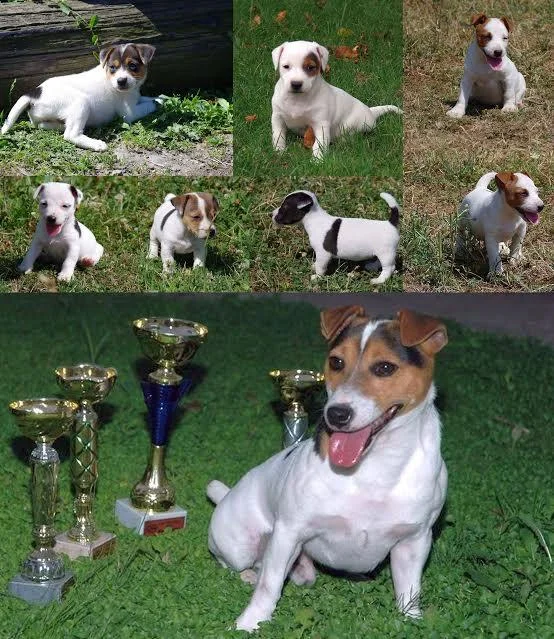Jack russell terrier vrhunskog izgleda