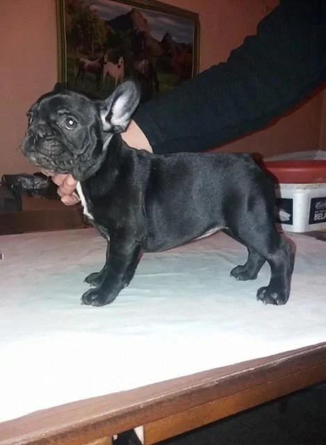 FRANCUSKI BULDOG štenci