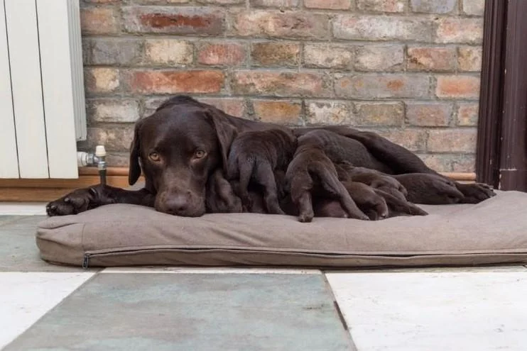 Čokoladni labrador štenci na prodaju