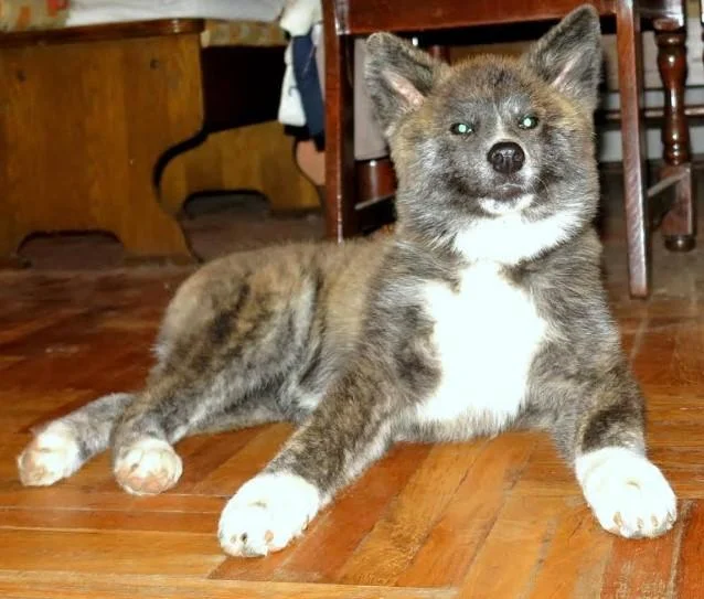 Akita inu - štenci