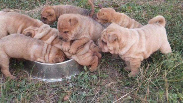Se prodavaat mali kutrinja od rasata shar pei