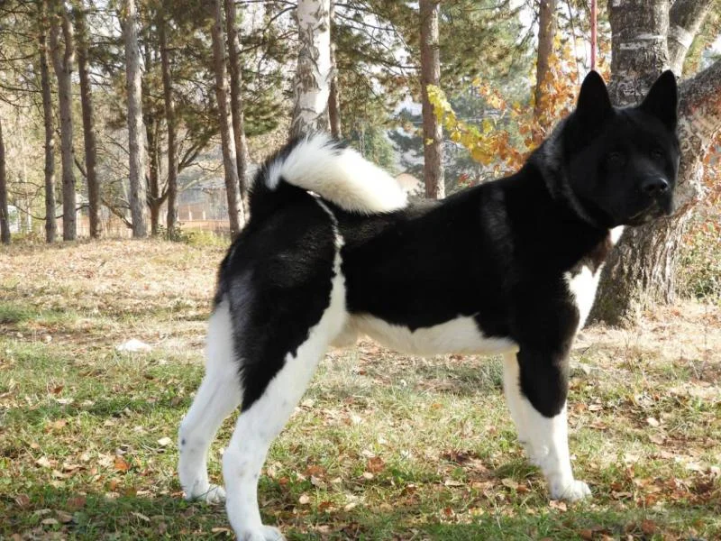 Američka akita mužjak