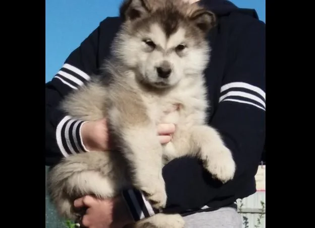 Aljaski malamut i akita inu stenci na prodaju