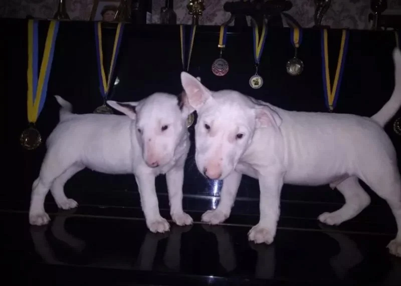 Bulterijer i dogo argentino stenci na prodaju