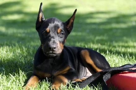 Doberman i Patuljasti pinc