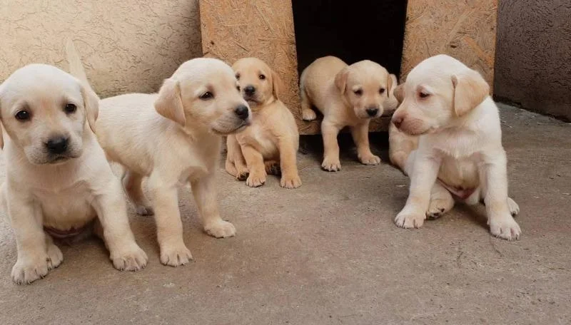 Se prodavaat mali kutrinja od rasata labrador