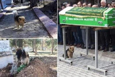 Куче секој ден го посетува гробот на починатиот сопственик