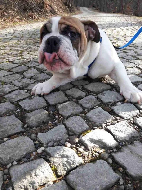 Engleski buldog štene