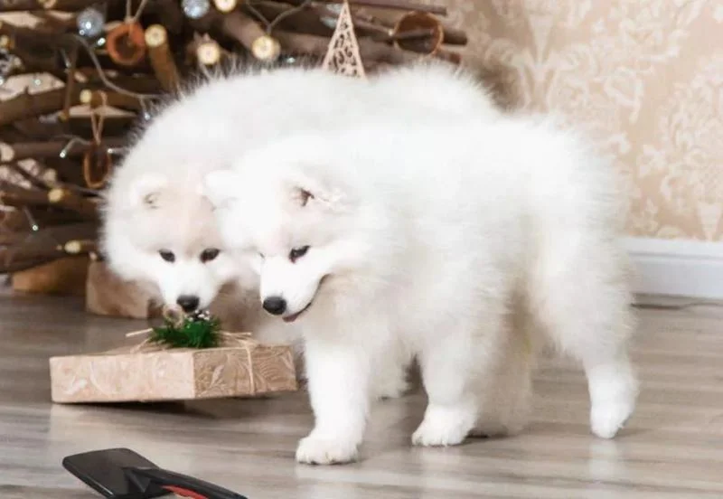 Samojed i sibirski haski stenci na prodaju